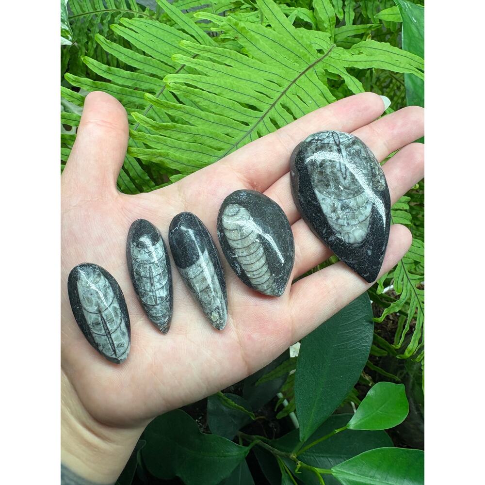 Polished Orthoceras Fossil – Teardrop Shape - Intuitively Chosen Fossil - Picture 5 of 10